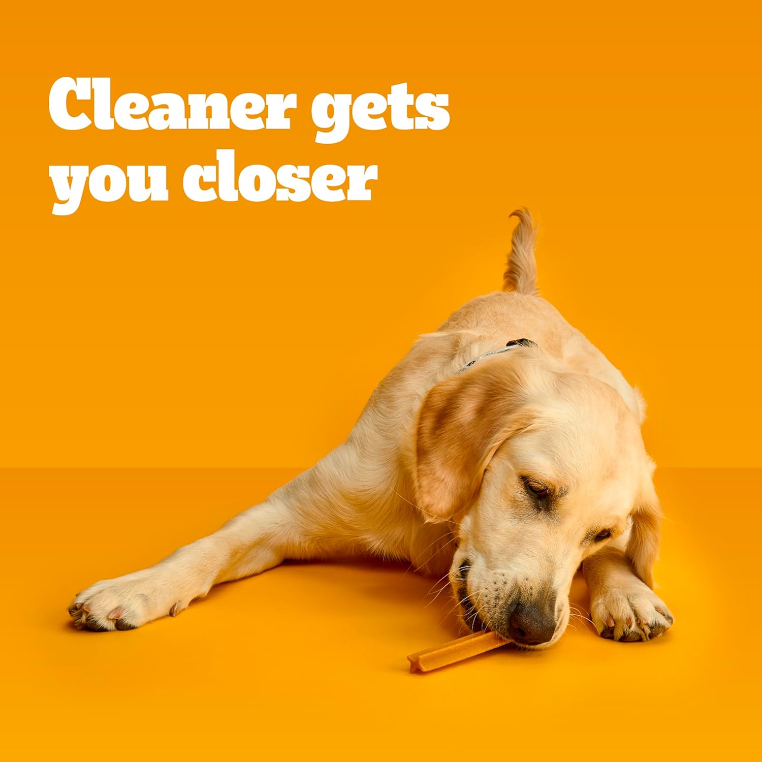 PEDIGREE DENTASTIX Large Dog Dental Care Treats Original, Beef & Fresh Variety Pack, 2.73 lb.Pack (51 Treats) - Image 7