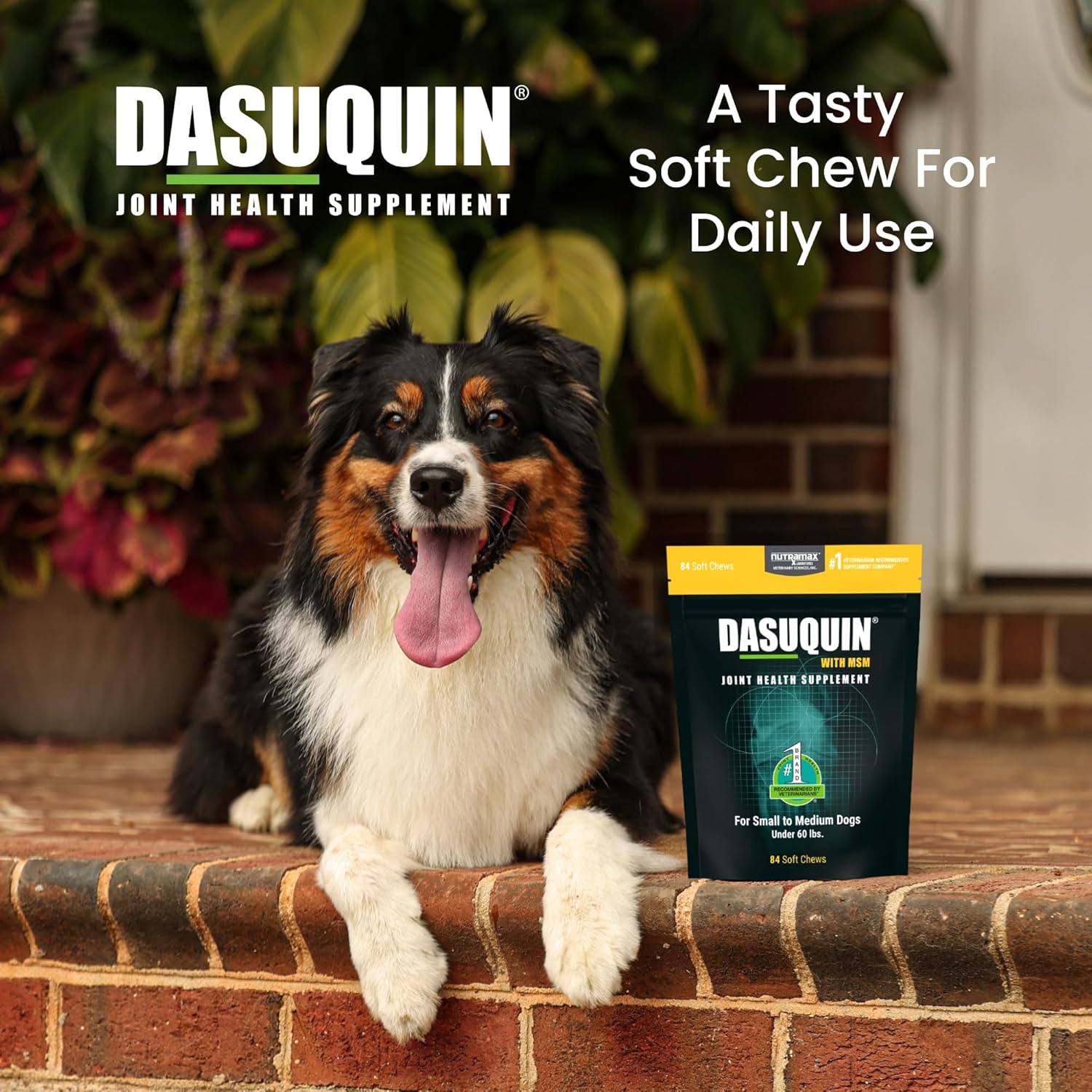 Nutramax Laboratories Dasuquin with MSM Joint Health Supplement for Small to Medium Dogs - With Glucosamine, MSM, Chondroitin, ASU, Boswellia Serrata Extract, and Green Tea Extract, 84 Soft Chews - Image 5