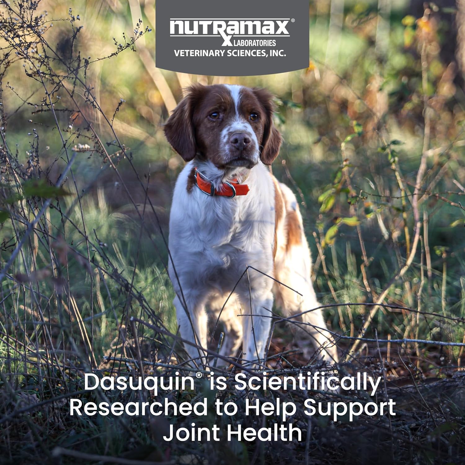 Nutramax Laboratories Dasuquin with MSM Joint Health Supplement for Small to Medium Dogs - With Glucosamine, MSM, Chondroitin, ASU, Boswellia Serrata Extract, and Green Tea Extract, 84 Soft Chews - Image 3