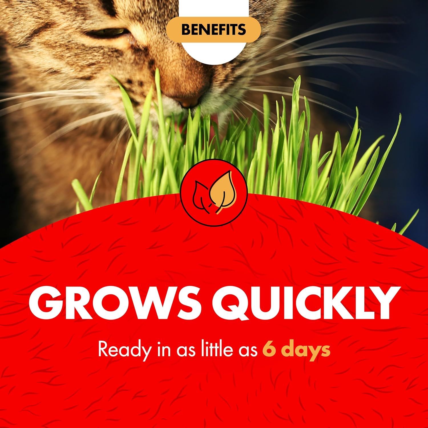 Miracle Care Cat-A'bout Cat Grass For Indoor Cats, 5.25 oz, Cat Grass Growing kit for all cats, Cat Grass Growing Kit Includes Potting Mix, Seeds, and Container - Image 5